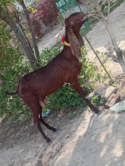 Desi bakri