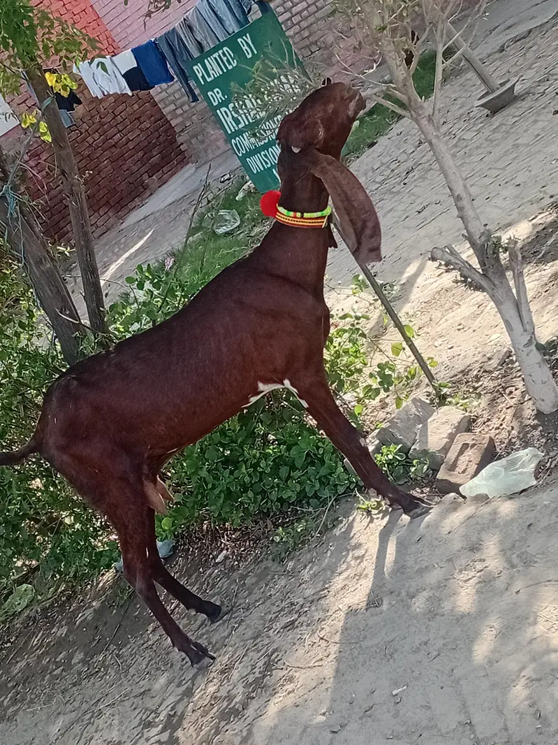 Desi bakri — photo 2