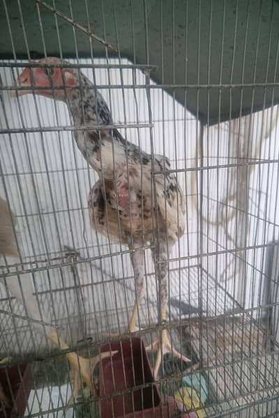 Shamo cross chicks 4 months 1 male 2 female