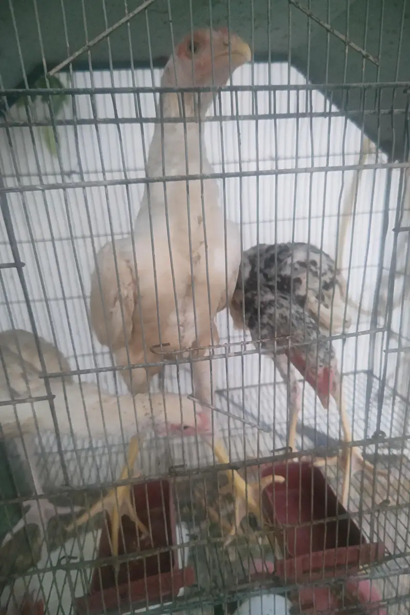 Shamo cross chicks 4 months 1 male 2 female — photo 2