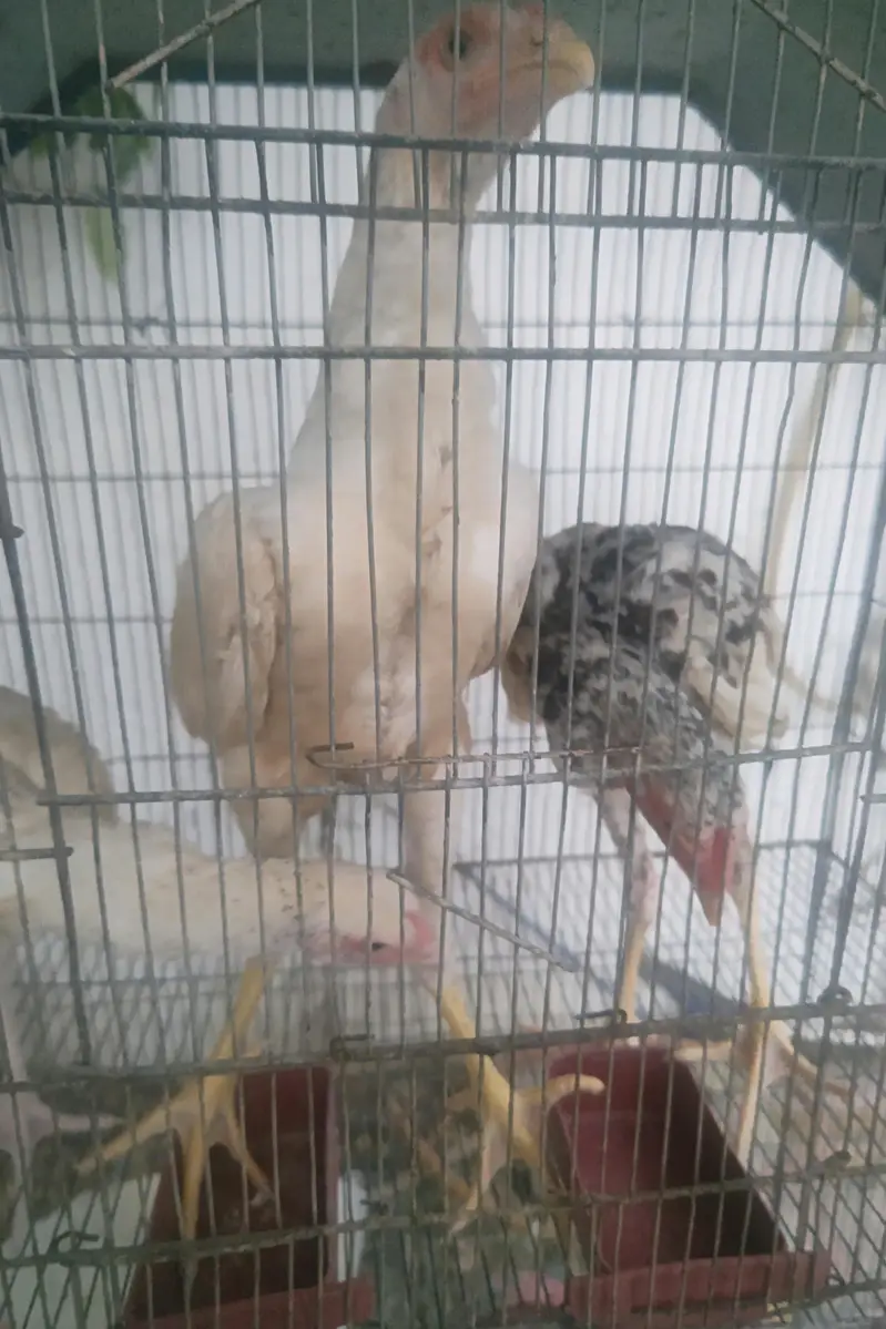 Shamo cross chicks 4 months 1 male 2 female — photo 3
