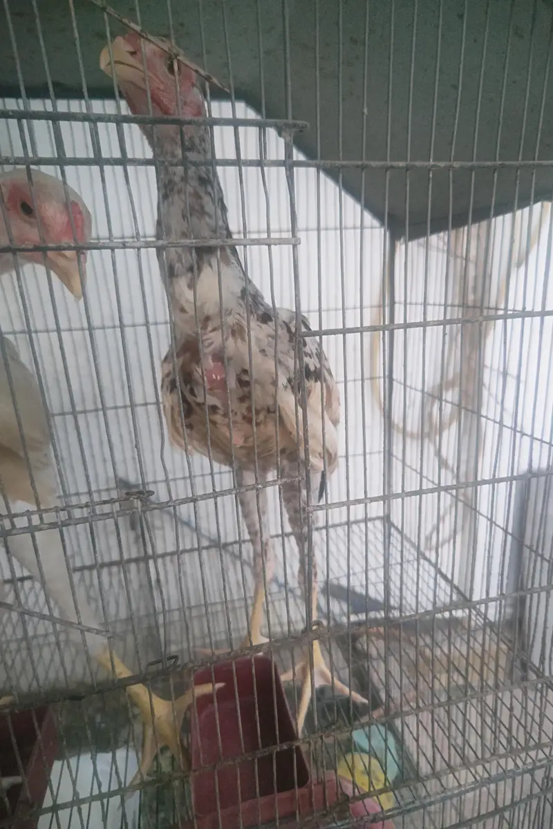 Shamo cross chicks 4 months 1 male 2 female — photo 4