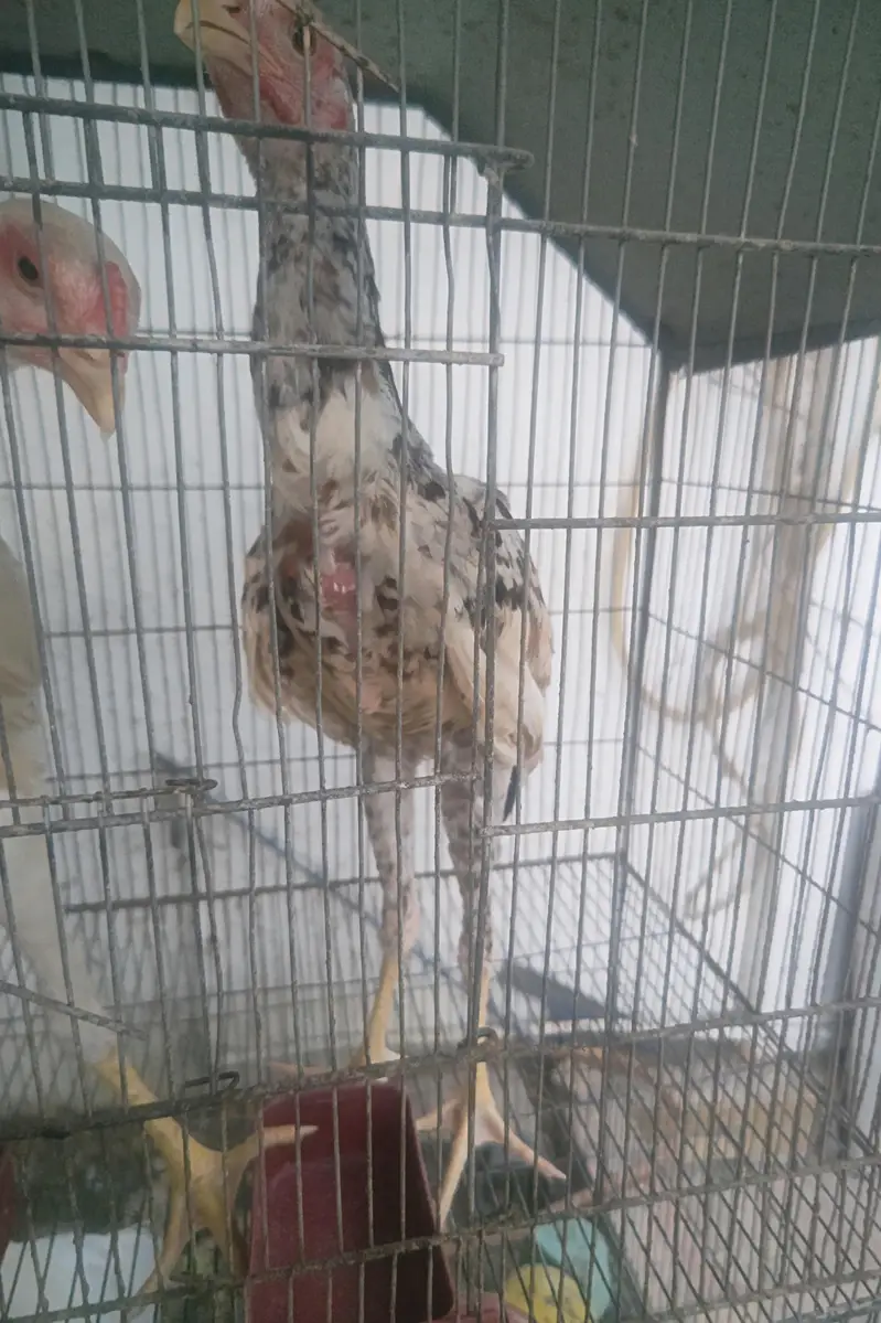 Shamo cross chicks 4 months 1 male 2 female — photo 5