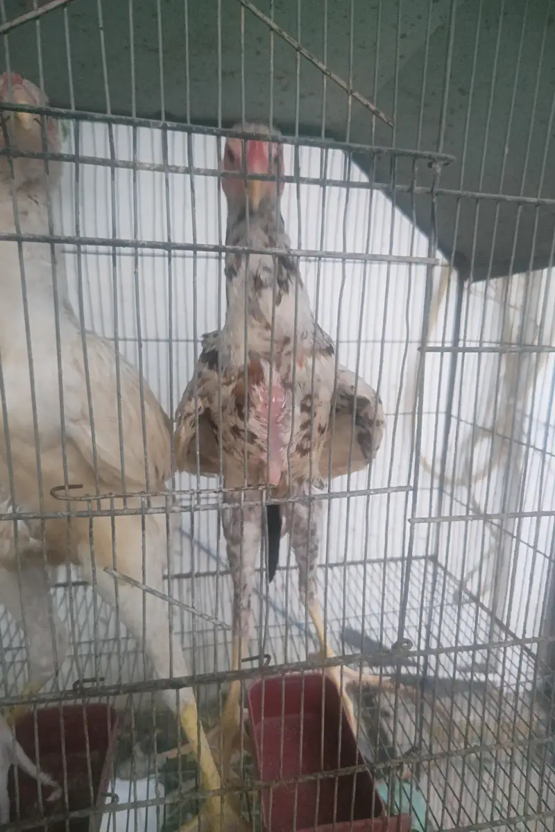 Shamo cross chicks 4 months 1 male 2 female — photo 6