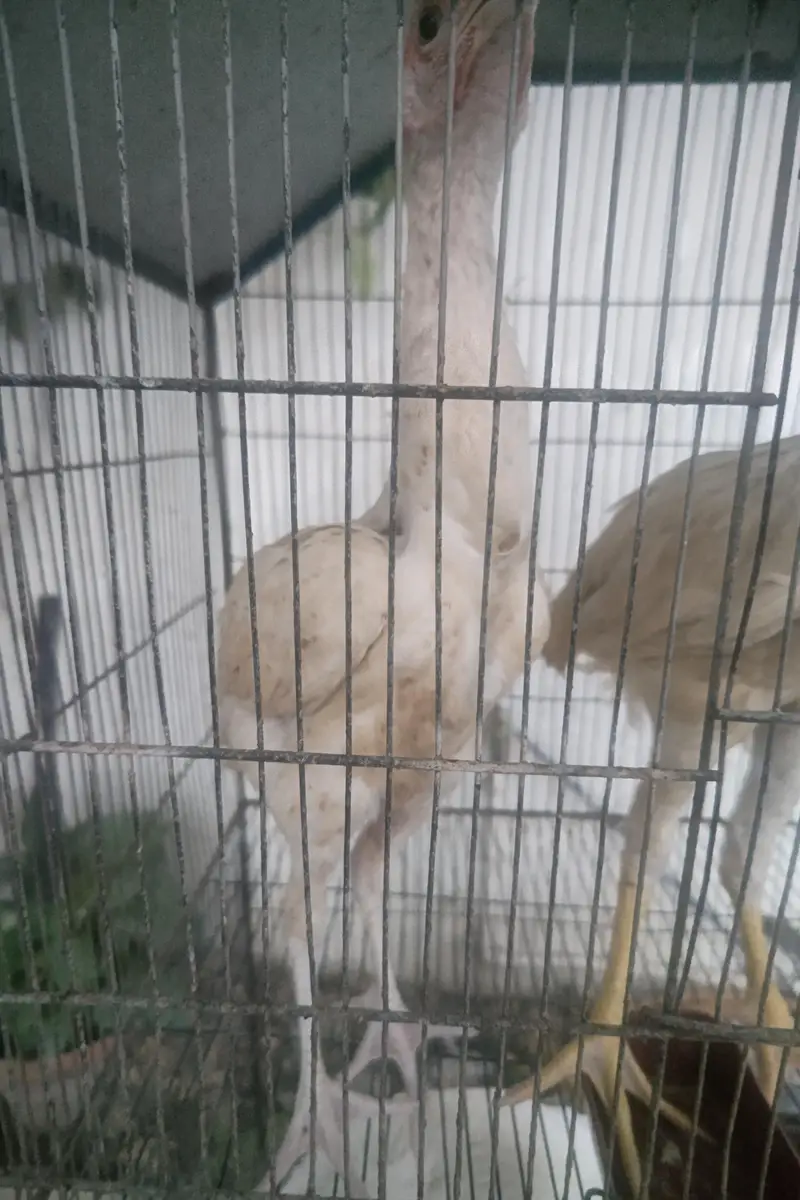 Shamo cross chicks 4 months 1 male 2 female — photo 7