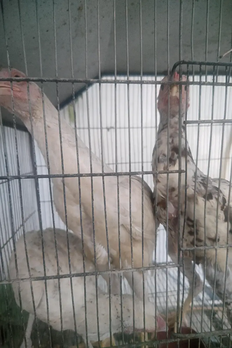 Shamo cross chicks 4 months 1 male 2 female — photo 8