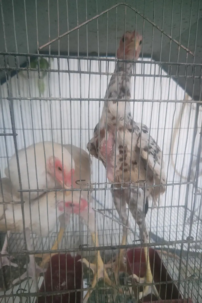 Shamo cross chicks 4 months 1 male 2 female — photo 9