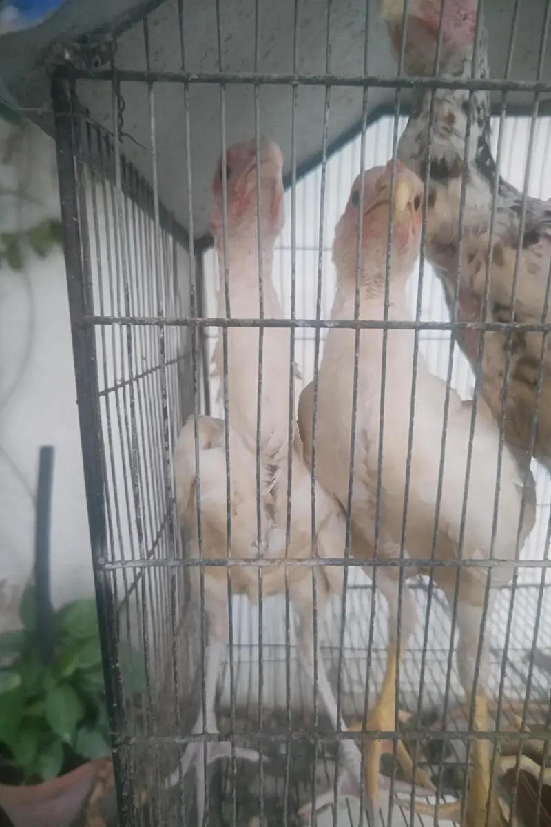 Shamo cross chicks 4 months 1 male 2 female — photo 10