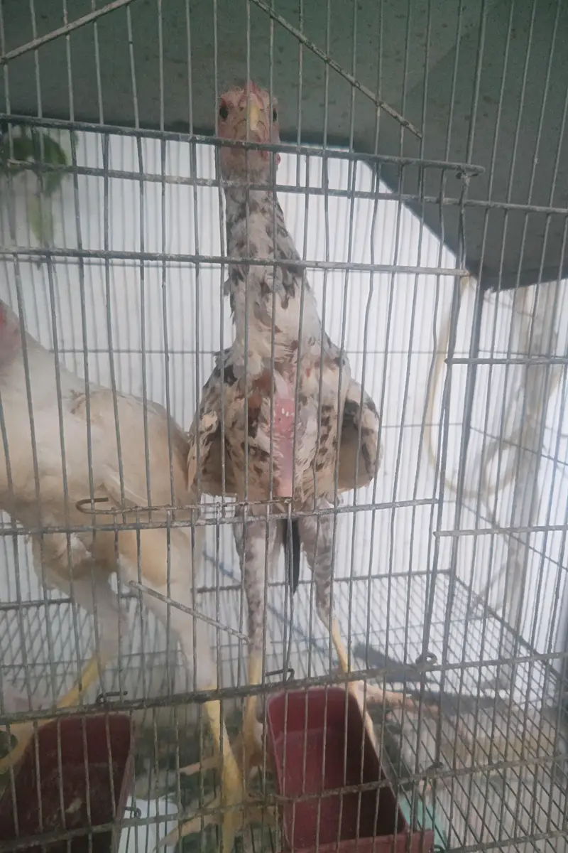 Shamo cross chicks 4 months 1 male 2 female — photo 11