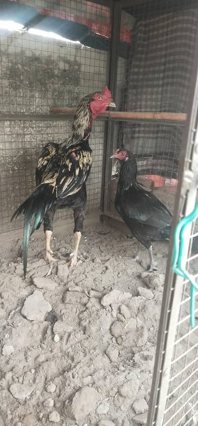 breeder pair for sale