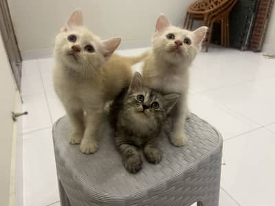 3 Persian Kittens Available