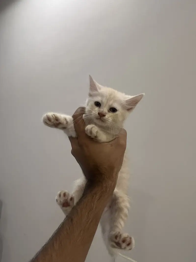 3 Persian Kittens Available — photo 2