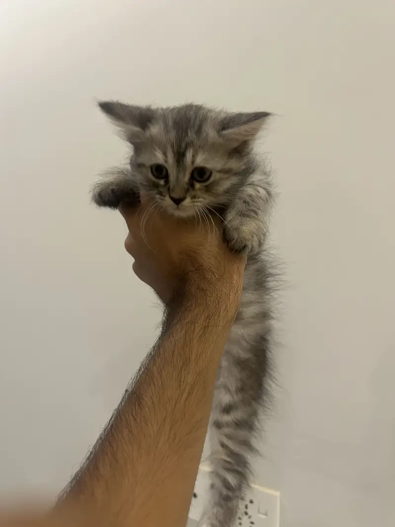 3 Persian Kittens Available — photo 3