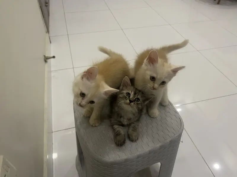 3 Persian Kittens Available — photo 4
