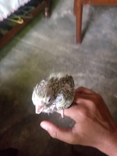 healthy active cocktail chicks is available for sale
