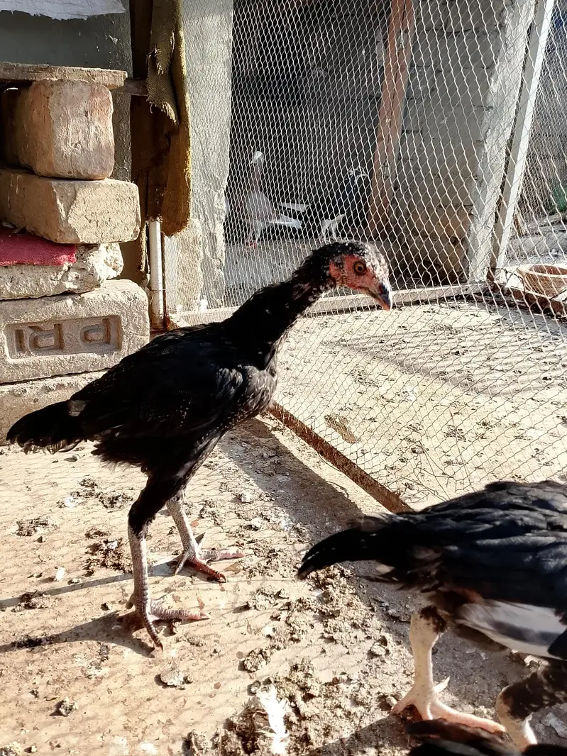 2 male 1 female top quality pathay — photo 2