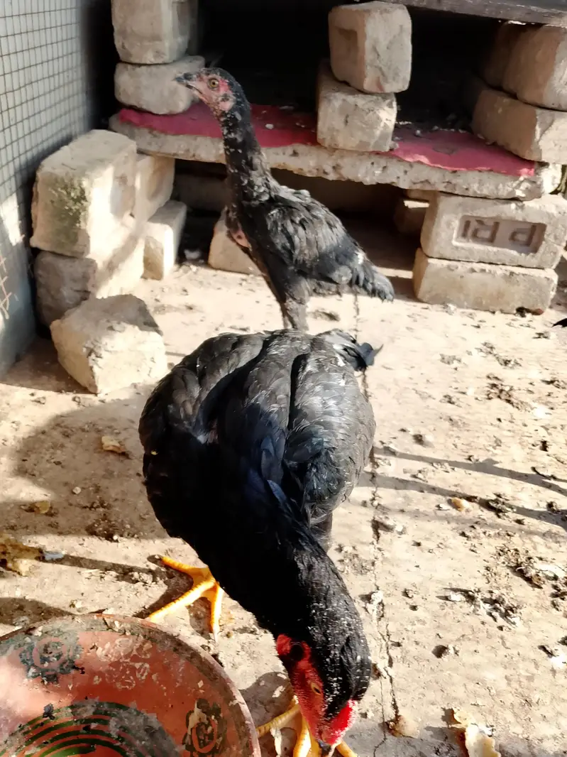 2 male 1 female top quality pathay — photo 3