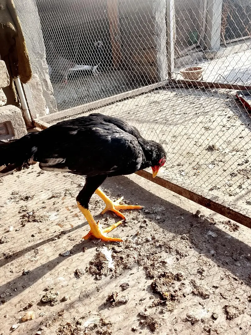 2 male 1 female top quality pathay — photo 4