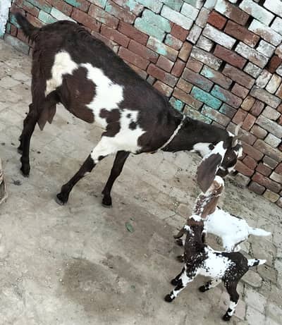 Desi Goat For sale