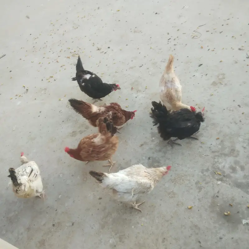 8 murgia hay anday wali — photo 2