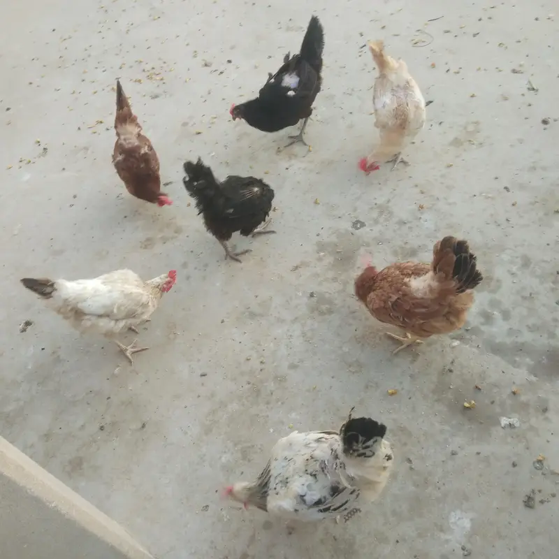 8 murgia hay anday wali — photo 3