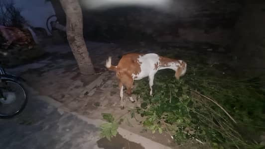 abi 2 month  ki gabn hoi ha