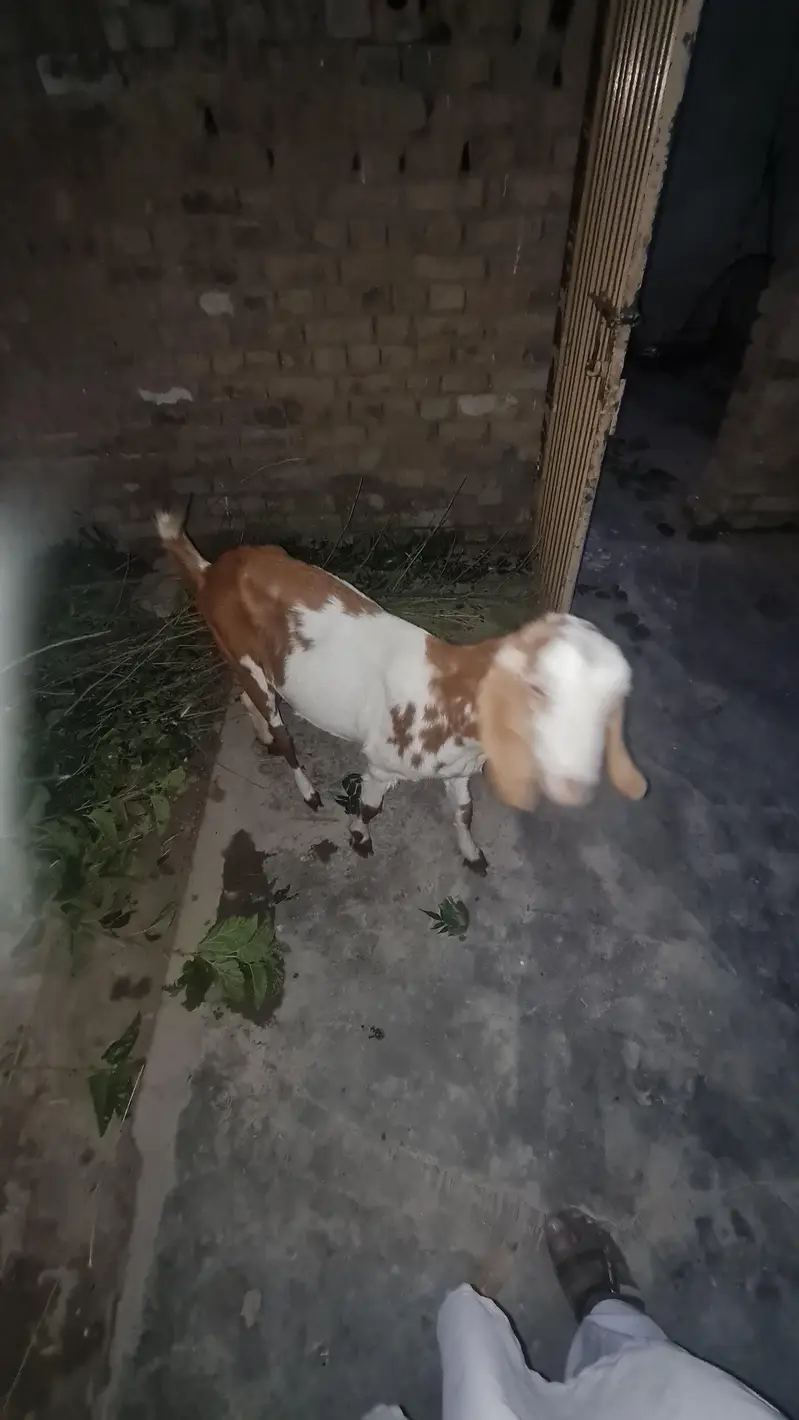 abi 2 month  ki gabn hoi ha — photo 2