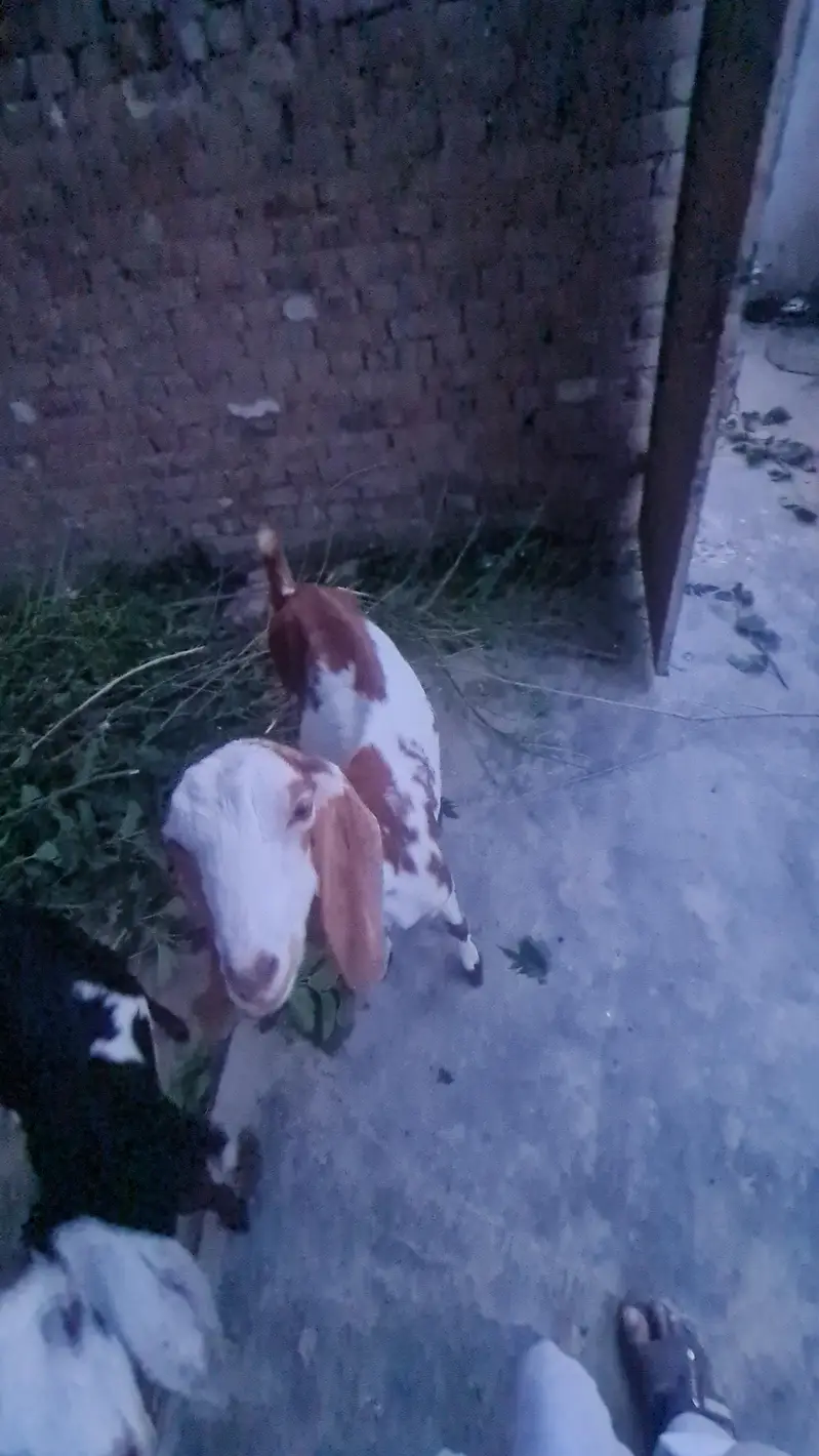 abi 2 month  ki gabn hoi ha — photo 3