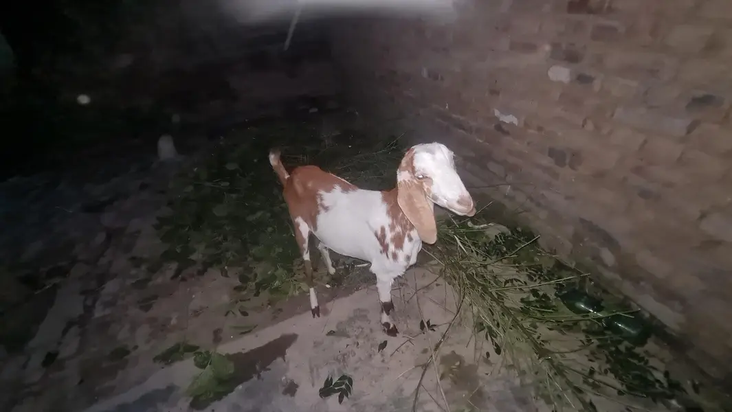 abi 2 month  ki gabn hoi ha — photo 4