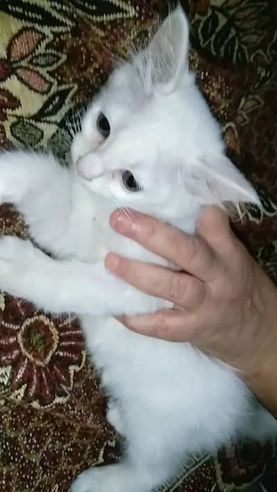 beautiful white Persian cat for sale - active and healthy