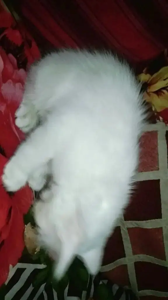 beautiful white Persian cat for sale - active and healthy — photo 2