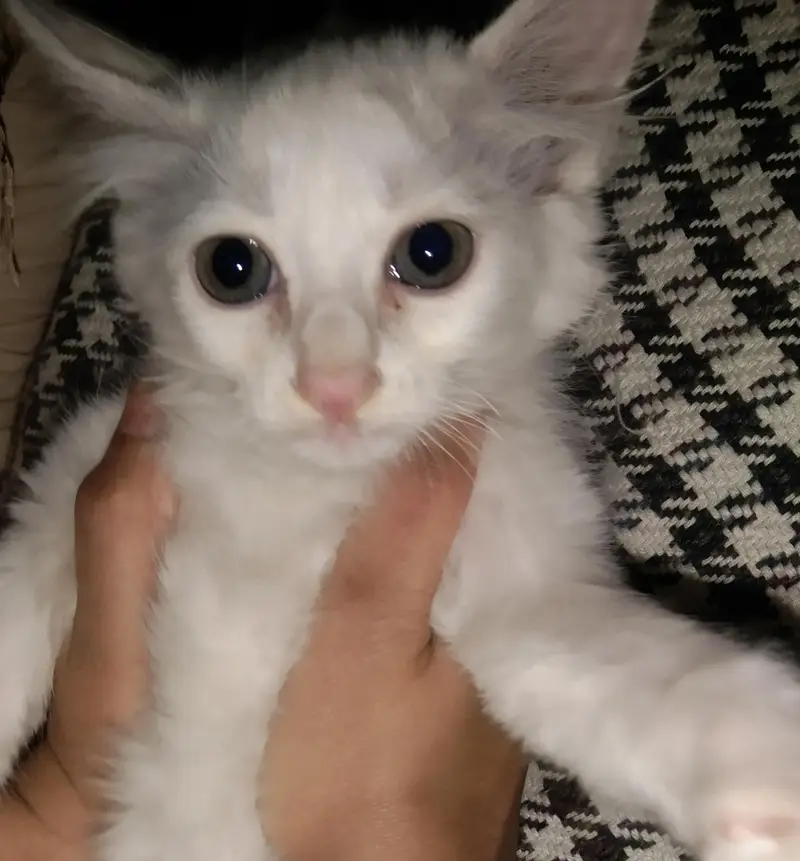 beautiful white Persian cat for sale - active and healthy — photo 3
