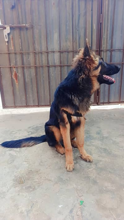 German shepherd