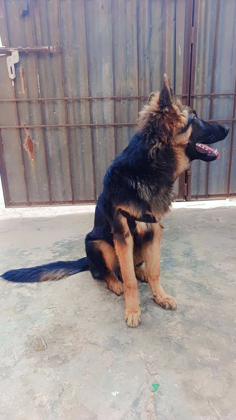 German shepherd 0