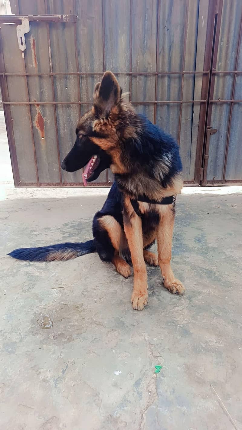German shepherd 1