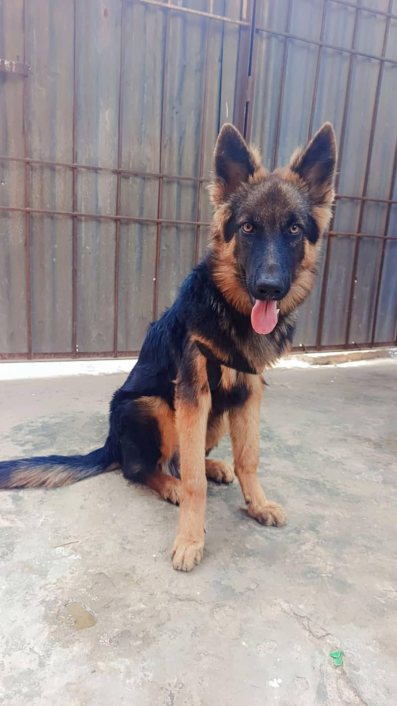 German shepherd 2