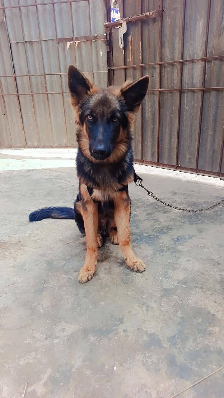 German shepherd 3