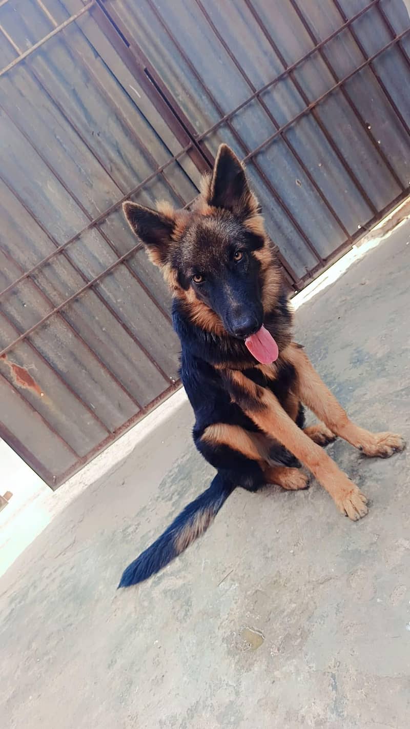 German shepherd 4