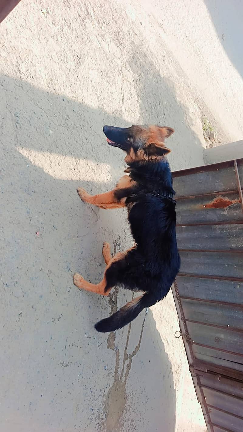 German shepherd 5