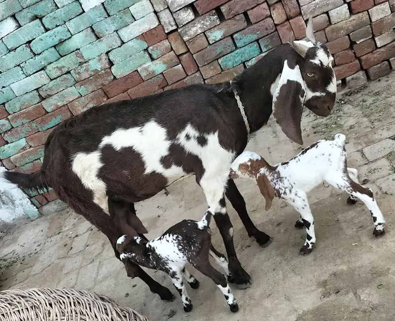 Desi Goat For sale — photo 2