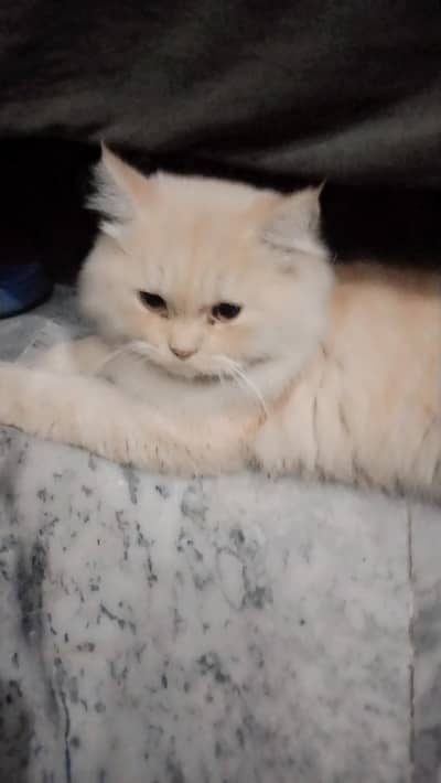 male cat for sale