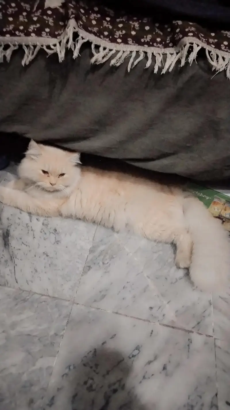 male cat for sale — photo 2
