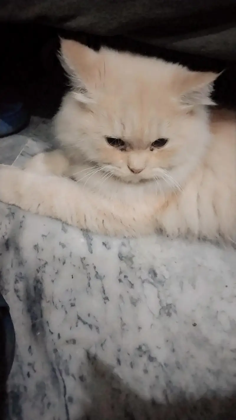 male cat for sale — photo 3