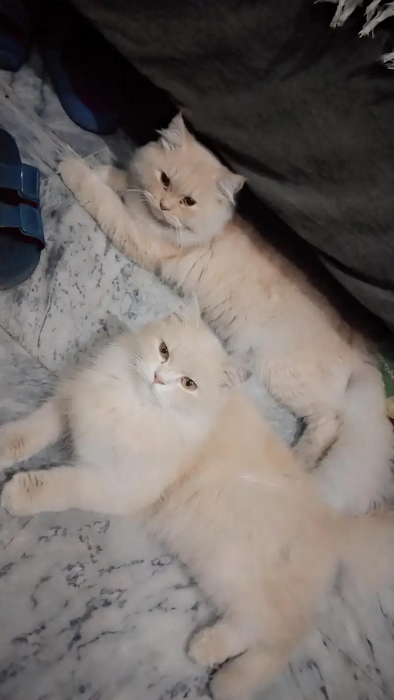 male cat for sale — photo 4
