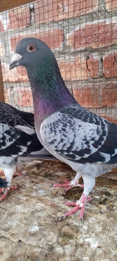 Kabotar for sale