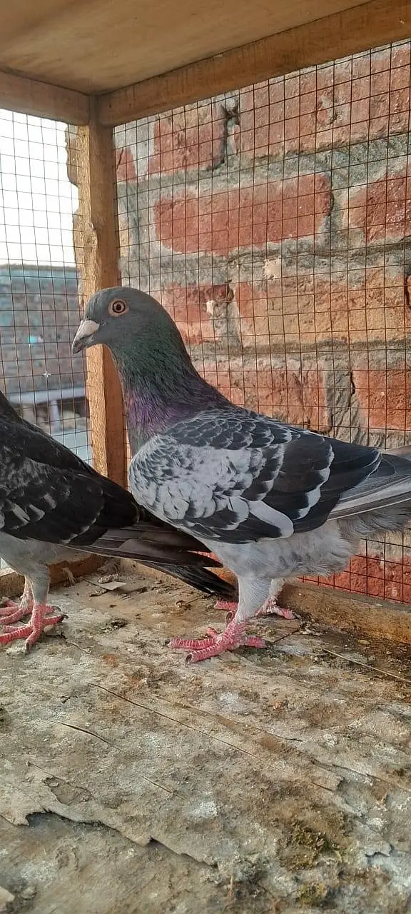 Kabotar for sale — photo 2
