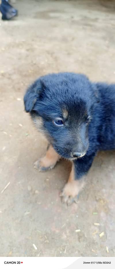 for sale my dog