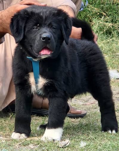 Bkharwal male puppy / security dog / bkharwal dog