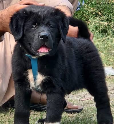 Bkharwal male puppy / security dog / bkharwal dog