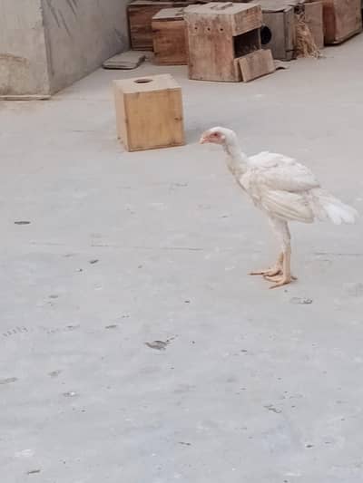 Parrotbeak female